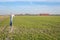 Scarecrow in a newly sown Dutch field in a polder