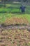 Scarecrow with organic vegetable plot.