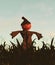Scarecrow pumpkin in corn field