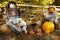 Scarecrow and pumpkin display