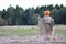 Scarecrow pumpkin head in field