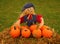 Scarecrow and Pumpkins