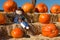 Scarecrow Resting on Hay Bales with Pumpkins