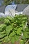 Scarecrow in rhubarb patch