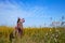 Scarecrow on a rice field