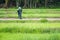 Scarecrow in rice field.Thailand.