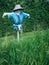 Scarecrow in rice field of Thailand