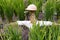 Scarecrow in rice paddy field