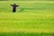 Scarecrow in rice plants paddy field