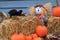 Scarecrow surprised by crow eating corn under his watch