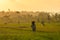 Scarecrow in terrace rice fields during sunset