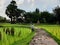 Scarecrow in the transplanting green rice field.