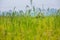 Scarecrow was set up in golden rice field of Thailand, Golden Blurry rice grain in foreground and background