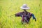 Scarecrow was set up in golden rice field of Thailand, Golden Blurry rice grain in foreground and background