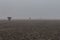 Scarecrows in misty farmland