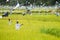 Scarecrows on rice field