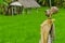 scarecrows in the rice field