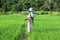 Scarecrows standing at green rice field with forest background