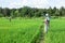 Scarecrows standing at green rice field with forest and blue sky background