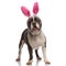 Scared american bully dressed as easter bunny looks to side