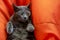 scared American Burmese cat on an orange chair