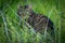 A scared and astonished wild stray cat between the grass strands onlooking at the camera