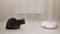 Scared black cat looks at robot cleaner hoovering floor