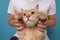 Scared british cat sitting on hands of his owner. Cat is afraid of veterinarian doctor