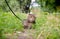 Scared brown marble tabby cat in the city park in summer landscape