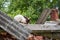 Scared cat sitting on the roof