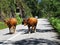 Scared Cows Walking Freely - Travel Europe, Portugal