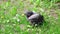 Scared crow chick is sitting in the grass after falling from the nest.