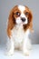 Scared dog. Cute abandoned scared guity face cavalier king charles spaniel dog pet animal photo. Scared dog puppy on