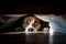 Scared dog hiding under bed. Generative AI