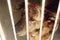 scared dog in shelter cage with sad crying eyes , emotional moment, adopt me concept, space for text.