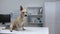 Scared dog sitting on animal clinic table, waiting for veterinarian examination