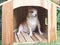 Scared or frightened  chihuahua dog  sitting in wooden dog house, looking away