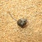 Scared gray rodent mouse sitting on a stock of wheat grains and spoil the harvest