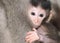 Scared infant of Balinese macaques