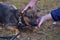 Scared little brown mongrel puppy at animal shelter