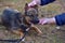 Scared little brown mongrel puppy at animal shelter