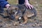 Scared little brown mongrel puppy at animal shelter