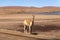 Scared lonely vicuna on the side of the desert road