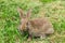 Scared look of young grey rabbit