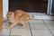 Scared Orange Tabby Cat with Arched Back on Tile Floor