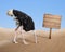 Scared ostrich burying head in sand near blank