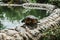 Scared turtle looking out of the shell after hiding. Frightened animal by tourists in a public park in Marbella, Spain. Cute