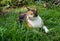 Scared wide-eyed calico cat lying down in long grass of garden