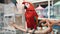 Scarlet ara parrot close up in exotic bird market