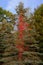 Scarlet Ascent of Red Leaves on Pine Tree